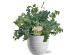 Phlebodium Davana - Albero Amico - Pianta D'appartamento Ø12Cm ↕35Cm - Con Vaso Beau Bianco Ø14X13Cm - Fogliame Tropicale E Decorativo - Facile Da Curare & Facile Da Mantenere