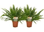 Felce Riccia Nephrolepis - 2 Piante - Altezza Circa 30 Cm - Ø 12 Cm - Piante D'appartamento Con Foglie Piumose - Felci Facili Da Curare Per Il Soggiorno E L'ufficio - Piante Verdi Che Purificano L'aria