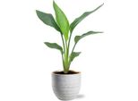 Strelitzia Reginea - Fiore Dell'uccello Del Paradiso - Pianta D'appartamento Ø12Cm ↕40Cm - Con Vaso Beau Bianco Ø14X13Cm - Esotica E Facile Da Curare - Tropicale E Decorativa