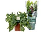 Felce Maculata Dorata Phlebodium Davana - Pianta Da Appartamento - Ø12Cm - ↕35Cm - Felce Che Purifica L'aria - Facile Da Curare E Decorativa