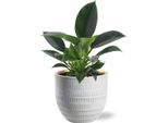 Philodendron Green Princess - Albero Amico - Pianta D'appartamento Ø12Cm ↕25Cm - Facile Da Curare - Incluso Vaso Beau Bianco Ø14X13Cm