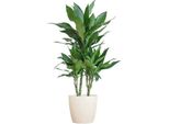 Dracaena Janet Lind 95Cm - Pianta D'appartamento Dragon Tree Ø21Cm In Vaso Viber Bianco - Pianta Verde Purificatrice D'aria Di Facile Manutenzione Per Soggiorno E Ufficio