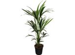 Howea Forsteriana Kentia - Kentia Di Forster - Pianta Da Appartamento - Ø21Cm - Altezza Circa 100Cm - Pianta Verde Elegante E Facile Da Curare - Per Il Soggiorno E L'ufficio