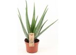 Vera Aloe Vera - Pianta Da Appartamento - Ø19Cm - Altezza Circa 70Cm - Succulenta Con Proprietà Curative