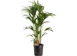 Palma Kentia Howea Forsteriana - Pianta Da Appartamento Ø24Cm ↕120Cm - Pianta Verde Tropicale Di Facile Manutenzione Che Purifica L'aria Per Il Soggiorno, L'ufficio, La Camera Da Letto