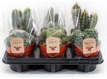 Mix Di Cactus - 6 Cactus - Piante D'appartamento - Ø12Cm - Altezza Circa 20Cm - Selezione Colorata Di Cactus Dalle Forme Diverse - Facili Da Curare E Soleggiati