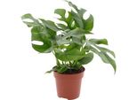 Foglia Di Finestra - Monstera Minima - Pianta D'appartamento - Ø12Cm - Altezza Circa 25Cm - Pianta Rampicante Tropicale Con Foglie Divise - Pianta Verde Di Facile Cura Per Soggiorni, Uffici E Interni