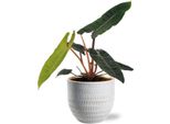 Philodendron Billietiae - Albero Amico - Pianta D'appartamento Ø12Cm ↕25Cm - Esotica E Facile Da Curare - Incluso Vaso Beau Bianco Ø14X13Cm