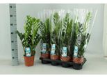 Zamioculcas Piuma Fortunata - Ø14Cm - 65Cm Di Altezza - Pianta D'appartamento Di Facile Manutenzione - Robusta E Purificatrice D'aria