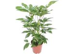 Ombrello Schefflera Actinophylla Amate - Pianta D'appartamento Ø24Cm ↕100Cm - Pianta Verde Di Facile Manutenzione Che Purifica L'aria Per Il Soggiorno E L'ufficio