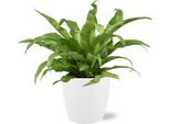 Asplenium Antiquum Nest Fern - Pianta D'appartamento Ø17Cm ↕45Cm - Con Vaso Bruxelles Bianco Ø18X17Cm - Elegante Felce Giapponese Per Interni - Facile Da Curare E Decorativa