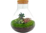 Terrario Da Giardino In Bottiglia Sam Xl Bonsai - Kit Fai Da Te - 35 Cm Di Altezza - Ø30 Cm - Mini Ecosistema Autocostruito Con Bonsai Di Ficus Ginseng E Fittonia - Set Completo Per Principianti E Amanti Della Natura