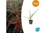 Cotoneaster Suecicus 'Coral Beauty' - Resistente E Sempreverde - 24 Piante - ↕10-25Cm - Ø9Cm - Copertura Del Suolo Con Fiori Bianchi E Bacche Arancioni - Facile Da Curare