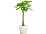 Pachira Aquatica Money Tree Lucky Chestnut Ca. 80Cm Con Tronco Intrecciato In Vaso Organico Viber Bianco Ø21Cm - Pianta D'appartamento Per Casa Ufficio Soggiorno