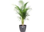 Dypsis Lutescens Areca - Palma Da Frutto Dorata - Pianta Da Appartamento Ø24Cm ↕110Cm - Con Vaso Bruxelles Antracite Ø25X23Cm - Fogliame Verde E Rigoglioso - Facile Da Curare E Decorativa