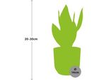 Canapa A Fiocco Sansevieria Futura Superba - Pianta D'appartamento Lingua Di Suocera Incl. Vaso Decorativo Vibes Fold Pink Ø14Cm - Facile Da Curare E Purificante Dell'aria - Per Camera Da Letto, Soggiorno E Ufficio