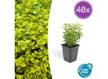 Euonymus Fortunei 'Emerald 'N Gold' - Arbusto Sempreverde Con Fogliame Giallo-Verde - 48 Piante - ↕10-25Cm - Ø9Cm - Forma Compatta Per Siepi, Aiuole E Piante Solitarie - Facile Da Curare E Tollera La Potatura