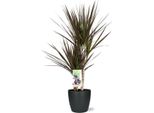 Dracaena Magenta - Albero Del Drago - Pianta D'appartamento - Ø17 Cm - 80 Cm Di Altezza - Incluso Vaso Bruxelles Antracite Ø18X17 Cm - Facile Da Curare, Decorativo