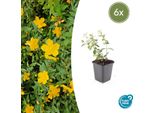 Erba Di San Giovanni Hypericum Dummeri 'Peter Dummer' - ↕10-25Cm - Ø9Cm - 6 Piante - Coprisuolo Resistente Con Fiori Gialli