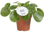 GlüCkstaler - Pilea Mojito - Pianta Da Appartamento - Ø13Cm - Altezza Circa 20Cm - Varietà Rara Con Foglie Maculate - Facile Da Curare E Decorativa