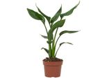 Strelitzia Reginae - Uccello Del Paradiso - Pianta Da Appartamento ↕35Cm - Ø12Cm - Pianta Fiorita Esotica Con Fiori Arancioni E Blu - Pianta Decorativa Tropicale Per Soggiorno E Ufficio