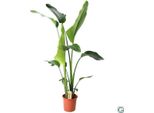 Strelitzia Arborea - Strelitzia Nicolai - Ø21Cm - ↕100Cm D'altezza - Pianta D'appartamento Esotica - Stile Tropicale Per La Casa