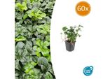 Pachysandra Terminalis 'Green Sheen' Verde Ombra - ↕10-25Cm - Ø9Cm - 60 Piante - Sempreverde - Resistente - Copertura Del Terreno - Facile Da Curare - Posizione Ombreggiata