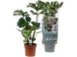 Monstera Deliciosa - Pianta Da Appartamento - Ø17Cm - ↕55Cm - Foglia Da Finestra Di Tendenza - Purificante Dell'aria E Facile Da Curare