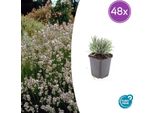 Lavandula Intermedia 'Edelweiss' - 48 Piante - Lavanda Rustica A Fiore Bianco - Profumata E Amica Delle Api - Facile Da Curare Per Aiuole, Giardini Rocciosi E Vasi