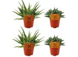 Aloe Spider + Crassula Tenelli - 4 Piante D'appartamento In Un Set - Ø10,5Cm - ↕10Cm - Succulente Di Facile Manutenzione - Decorative E Robuste - Per Davanzale, Soggiorno E Ufficio