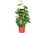 Pianta Di Edera Epipremnum Scindapsus Pinnatum - Edera Dorata Su Bastoncino Di Muschio - Pianta Da Appartamento Ø15Cm ↕60Cm - Foglie A Forma Di Cuore - Pianta Rampicante Di Facile Cura Per Soggiorni, Uffici E Interni