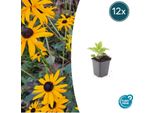 Rudbeckia Fulgida 'Goldsturm' - ↕10-25Cm - Ø9Cm - 12 Piante - Fiori Gialli - Amante Delle Api - Perenne Di Facile Manutenzione - Posizione Soleggiata