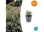 Lavanda Bianca Lavandula Int. 'Edelweiss' - ↕10-25Cm - Ø9Cm - 60 Piante - Resistente E Facile Da Curare - Fiori Profumati - Per Aiuole, Vasi E Giardini Rocciosi