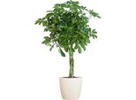 Schefflera Arboricola Nora - Fico Della Betulla - Pianta D'appartamento + Vaso Viber White - ↕70Cm - Ø21Cm - Foglie A Forma Di Mano - Facile Da Curare E Decorare