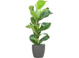Ficus Lyrata - Fico Violino - Pianta D'appartamento - 80 Cm - Ø21 Cm - Vaso Incluso Viber Grey - Foglie Grandi, Facili Da Curare, Decorative