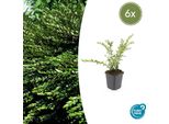 Mirto Di Argine - Lonicera Pileata 'Purple Pearl' - ↕10-25Cm - Ø9Cm - 6 Piante - Tappezzante Sempreverde - Foglie Viola - Facile Da Curare E Resistente