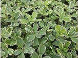 Pachysandra Terminalis 'Variegata' - Tappeto Erboso Sempreverde - 48 Piante - ↕10-25 Cm - Ø9 Cm - Tollerante All'ombra, Facile Da Curare, Resistente