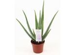 Aloe Vera - Aloe Vera - Pianta Da Appartamento 45Cm - Ø14Cm - Pianta Officinale Succulenta Con Foglie Carnose - Pianta In Vaso Di Facile Manutenzione Per Soggiorno, Balcone E Terrazzo