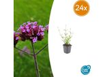 Verbena Bonariensis 'Lollipop' - 24 Piante - ↕10-25Cm - Ø9Cm - Verbena Da Giardino Compatta Con Fiori Viola Brillante - Amante Delle Api E Delle Farfalle