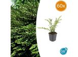 Mirto Di Argine Lonicera Pileata 'Purple Pearl' - ↕10-25Cm - Ø9Cm - 60 Piante - Sempreverde E Tappezzante - Sole E Ombra Parziale