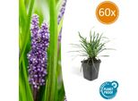 Liriope Muscari 'Big Blue' - ↕10-25Cm - Ø9Cm - 60 Piante - Tappeto Erboso Sempreverde - Fiori Viola Da Agosto - Cura Facile E Ombra Parziale