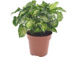 Pixie Viola - Syngonium Pixie - Vite A Punta Di Freccia - Pianta D'appartamento Ø12Cm - Altezza Circa 20Cm - Pianta Verde Di Facile Cura Con Foglie A Forma Di Cuore Per Il Soggiorno E L'ufficio