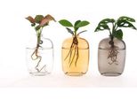 Miscela Di Piante Da Appartamento In Vetro Di Santiago - Decorazione Idroponica Da Parete - 3 Piante - Ø7Cm - Altezza Circa 10Cm - Decorazione Moderna In Vetro Con Piante Verdi Per Il Soggiorno, L'ufficio & Idee Regalo