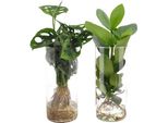 Monstera - Clusia - Cylinder Glass Duo - Piante Da Appartamento In Vetro - Ø12Cm - Altezza 25-40Cm - 2 Piante - Piante Idroponiche Decorative