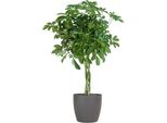 Schefflera Arb Nora - Ray Aralia - Pianta Da Appartamento + Vaso Viber Grey - ↕70Cm - Ø21Cm - Pianta Rampicante Con Foglie A Mano Accattivanti - Facile Da Curare E Decorativa Per Gli Interni