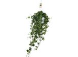 Hedera Helix Pitsburg - Edera Da Appendere - Pianta Da Appartamento - Ø17Cm - Altezza Circa 45Cm - Pianta Verde Di Facile Manutenzione Per La Casa E L'ufficio