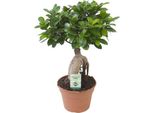 Fico Cinese - Ficus Ginseng - Pianta Da Appartamento Ø17Cm - Altezza Circa 40Cm - Pianta Verde Di Facile Manutenzione Con Radici Decorative Per Il Soggiorno E L'ufficio