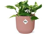 Edera Scindapsus Epipremnum Marble Queen - Pianta D'appartamento Con Vaso Decorativo Vibes Fold Pink Ø14Cm - Foglie A Forma Di Cuore E Marmorizzate - Purificante Dell'aria E Facile Da Curare - Per Soggiorno E Ufficio
