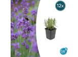 Lavanda Lavandula Angustifolia 'Munstead' - ↕10-25Cm - Ø9Cm - 12 Piante - Profumo Mediterraneo, Fiori Viola Intenso, Amante Delle Api, Resistente, Di Facile Manutenzione