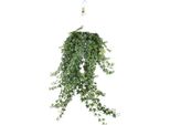 Hedera Helix Pitsburg - Edera Da Appendere - Pianta D'appartamento Ø24Cm - Lunga Circa 70Cm - Pianta Rampicante Purificatrice D'aria Per Interni